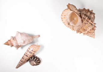 multiple sea shell isolated on white background