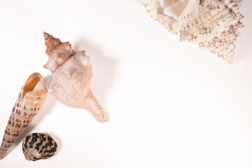sea shell isolated on white background