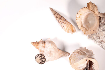sea shells isolated on white background