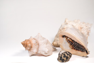 sea shells isolated on white background