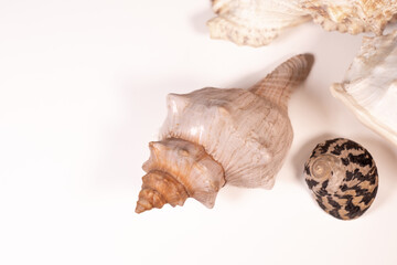 Seashells isolated on white background, closeup of photo