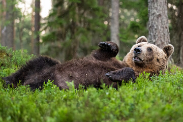 Brown bear resting in the forest in his back