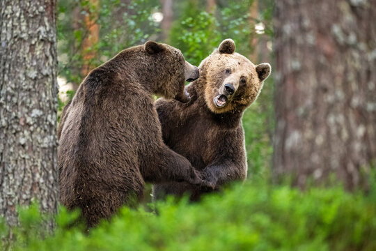 Brown bears fighting in the forest