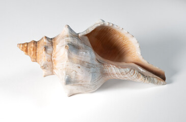 sea shell isolated on white background