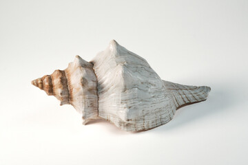 sea shell isolated on white background