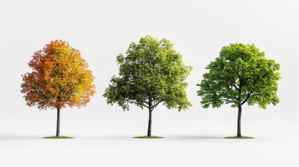 Beautiful Isolated Trees on White Background Featuring Elm, Sycamore, and Pine - Professional Photography