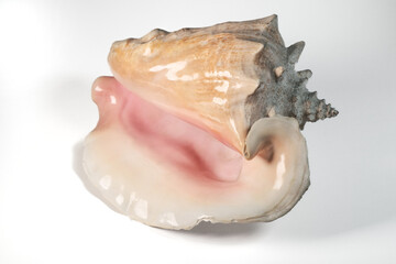 Conch shell isolated on white background. 