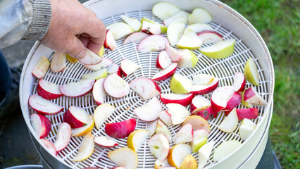 Harvesting dried apples, Fruit dryer with fresh apple slices, man cuts an apple with a knife and puts it in a fruit dryer.