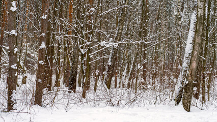 A snowy forest with trees covered in snow. The trees are bare and the snow is covering the ground. Scene is peaceful and serene, as the snow creates a quiet and calm atmosphere.
