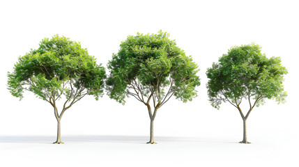 Elaeocarpus eumundi tree isolated on white background 
