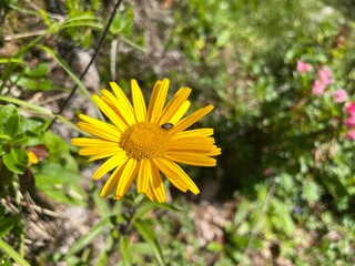 Wanderung Steinplatte