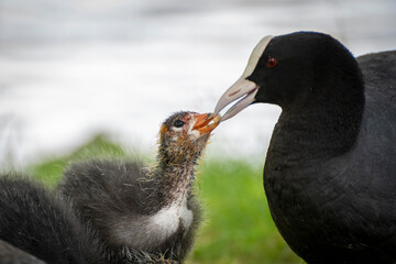 Blässhuhn füttert sein Küken