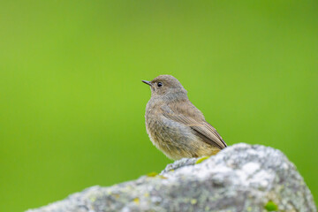 A Black Redstart resting on a rock