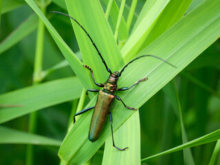 A Musk Beetle resting on a leaf