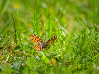 A Map butterfly resting in a meadow