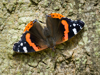 A Red Admiral resting on a tree