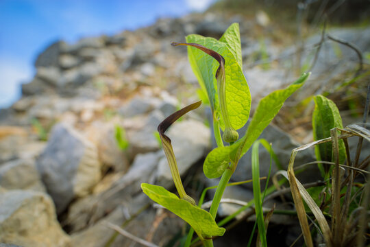 Closeup of a flowering Smearwort on a pasture