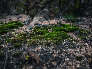 Moss on the ground