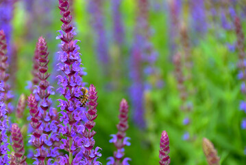 Blooming macro lupine flower. Violet spring and summer flower
