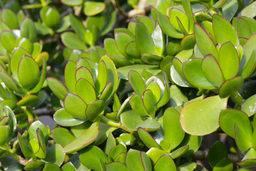 Crassula ovata succulent plant (Jade plant)