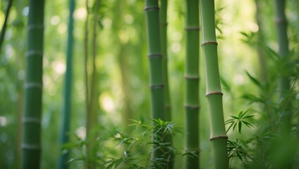 Fototapeta premium Serene bamboo forest and lush meadow in soft natural light with vibrant green leaves and tall trees.