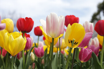 Beautiful tulip flower garden. The Expo 70 Commemorative Park, Osaka, Japan