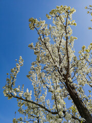 Bradford Pear tree, NYC, NY, USA