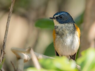 森の中で暗い木陰に留まっているルリビタキの雄