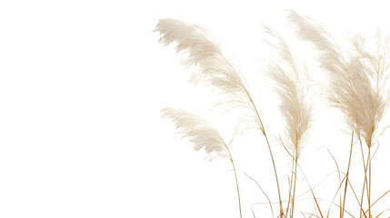 Fototapeta premium pampas grass isolated on white or white background , illustration design for wedding invitations or postcards 