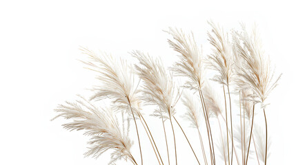 Fototapeta premium pampas grass isolated on white or white background , illustration design for wedding invitations or postcards 