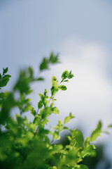 green leaves against blue sky