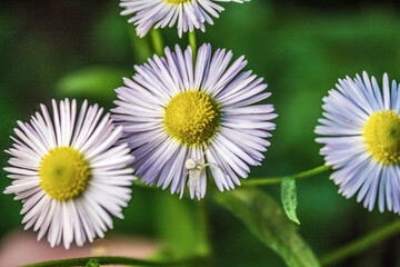 Obraz premium Macro - Forest - Europe, Romania, Suceava region