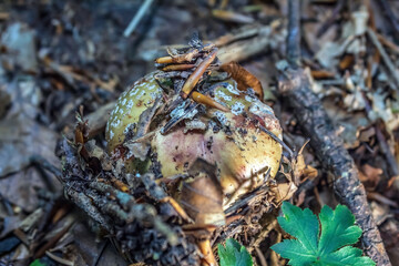 Macro  - Forest - Europe, Romania, Suceava region