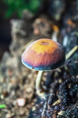 Macro  - Forest - Europe, Romania, Suceava region