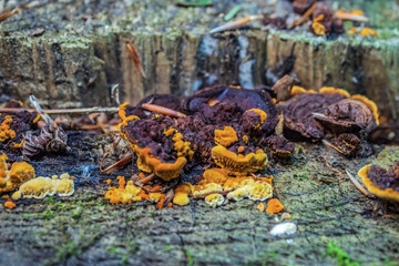 Macro  - Forest - Europe, Romania, Suceava region