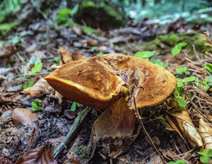 Macro  - Forest - Europe, Romania, Suceava region