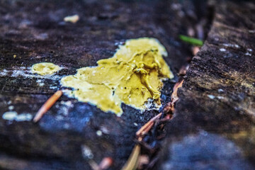 Macro  - Forest - Europe, Romania, Suceava region