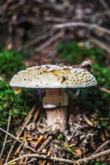 Fototapeta premium Macro - Forest - Europe, Romania, Suceava region