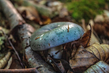 Macro  - Forest - Europe, Romania, Suceava region