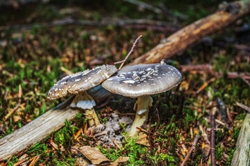 Macro  - Forest - Europe, Romania, Suceava region