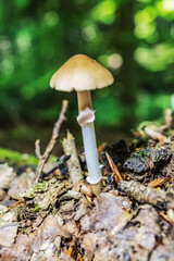 Macro  - Forest - Europe, Romania, Suceava region