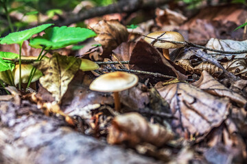 Macro  - Forest - Europe, Romania, Suceava region