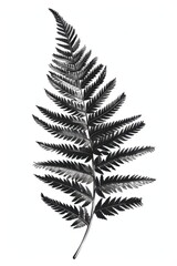 Black and white Vintage engraved art of a fern frond isolated on white background, ink sketch illustration, simple vector art design 