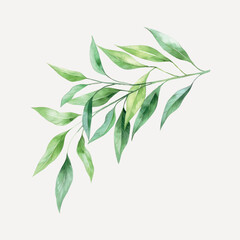 Fototapeta premium Elegant watercolor green leaves illustration