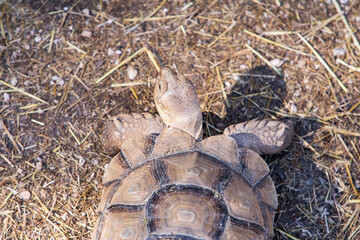 Geochelone sulcata. Turtle on the ground. The largest land turtle. Plant-eating reptile.  A...
