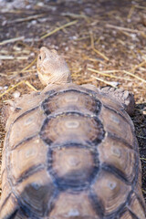 Geochelone sulcata. Tortoiseshell. Turtle on the ground. The largest land turtle. Plant-eating...