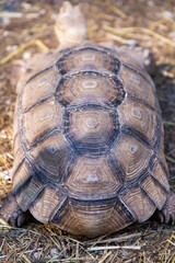 Geochelone sulcata. Tortoiseshell. Turtle on the ground. The largest land turtle. Plant-eating reptile.  A herbivorous reptile. A large turtle with spurs