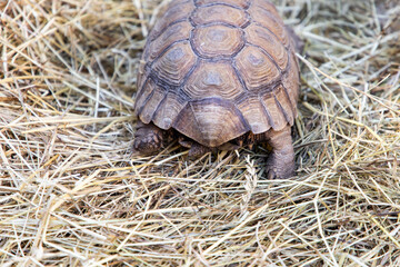 Geochelone sulcata.  Tortoise tail. Turtle on the ground. The largest land turtle. Plant-eating reptile.  A herbivorous reptile. A large turtle with spurs