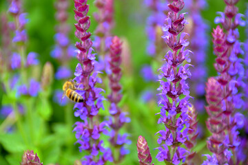 Blooming macro lupine flower. Violet spring and summer flower