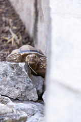 Geochelone sulcata. Turtle on the ground. The largest land turtle. Plant-eating reptile.  A...